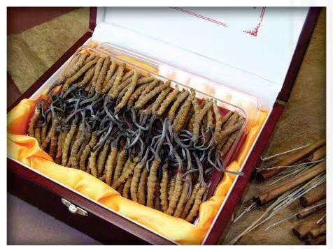 路南冬虫夏草回收